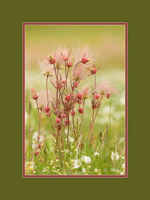 Prairie Smoke